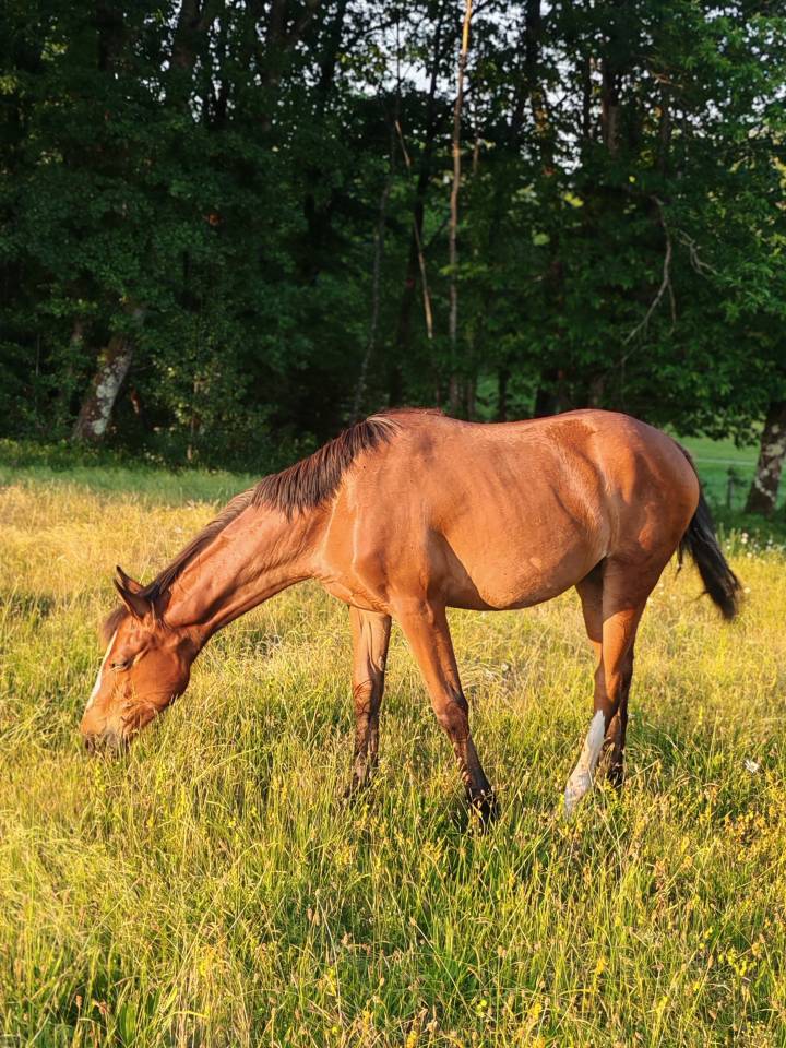 Yearling selle fran&ccedil;ais Conte Bellini x Canturo