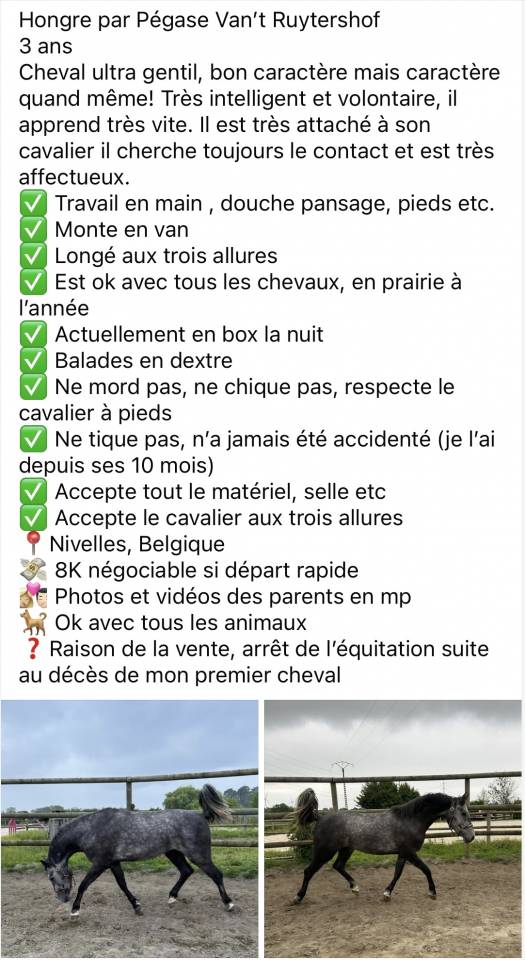 Hongre par Pégase Van’t ruytershof