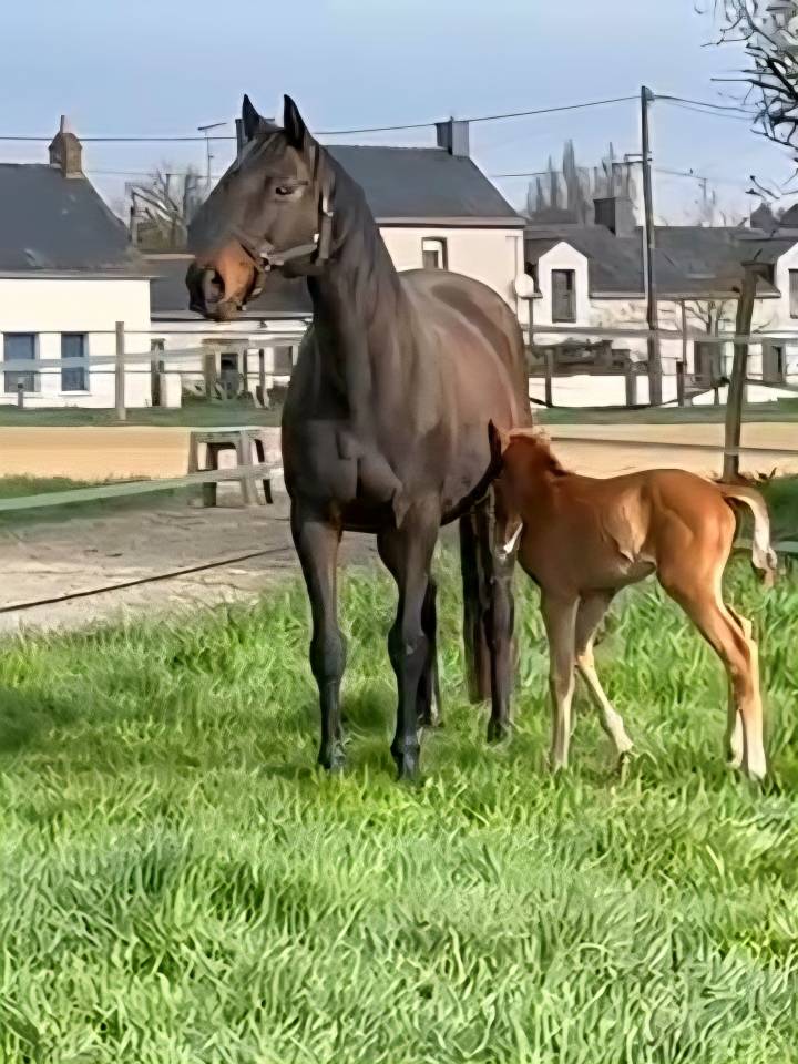Poulinière + pouliche par Candy de Nantuel