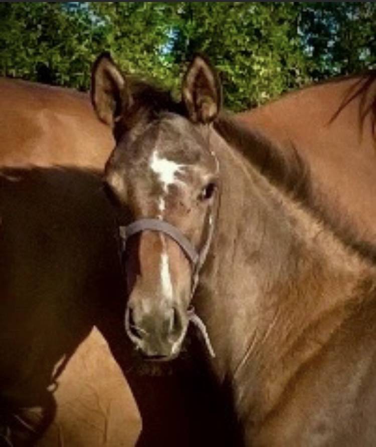 Belle foal Lecoultre de Muze x Cassini souche SF csio5*