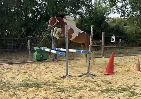 Superbe hongre de 1 An. Plein de Potentiel