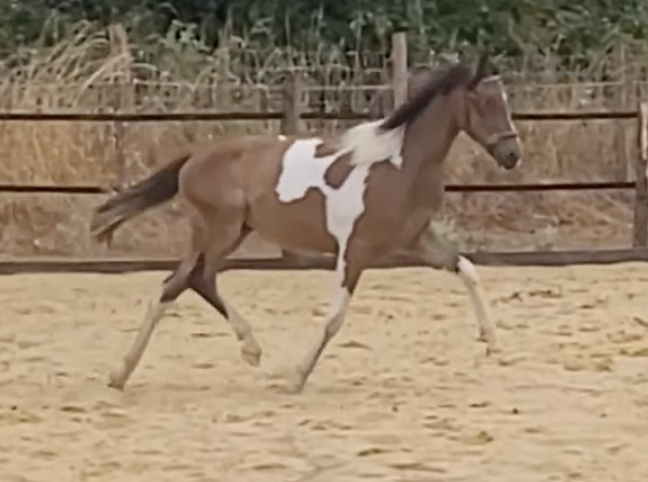 Superbe hongre de 1 An. Plein de Potentiel