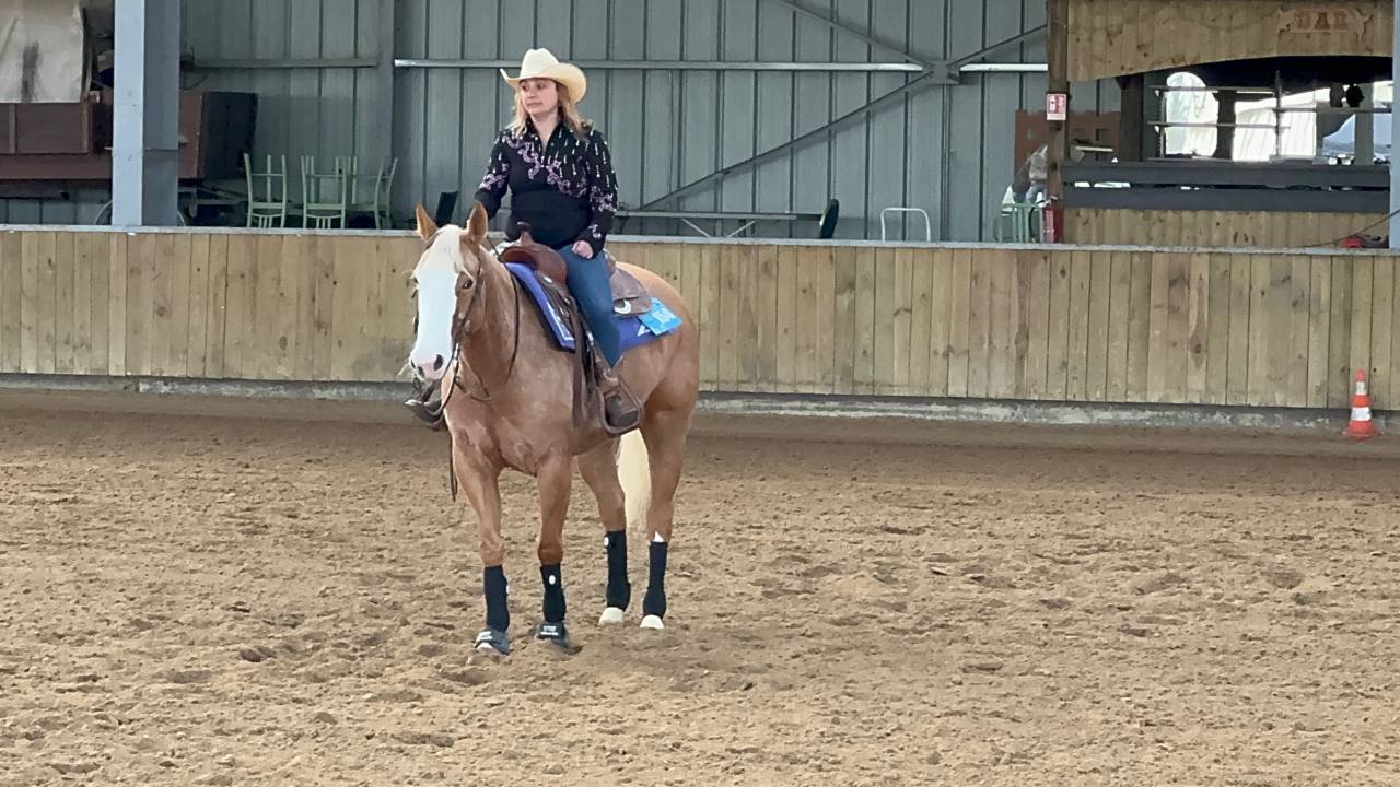 Jument Quarter horse palomino