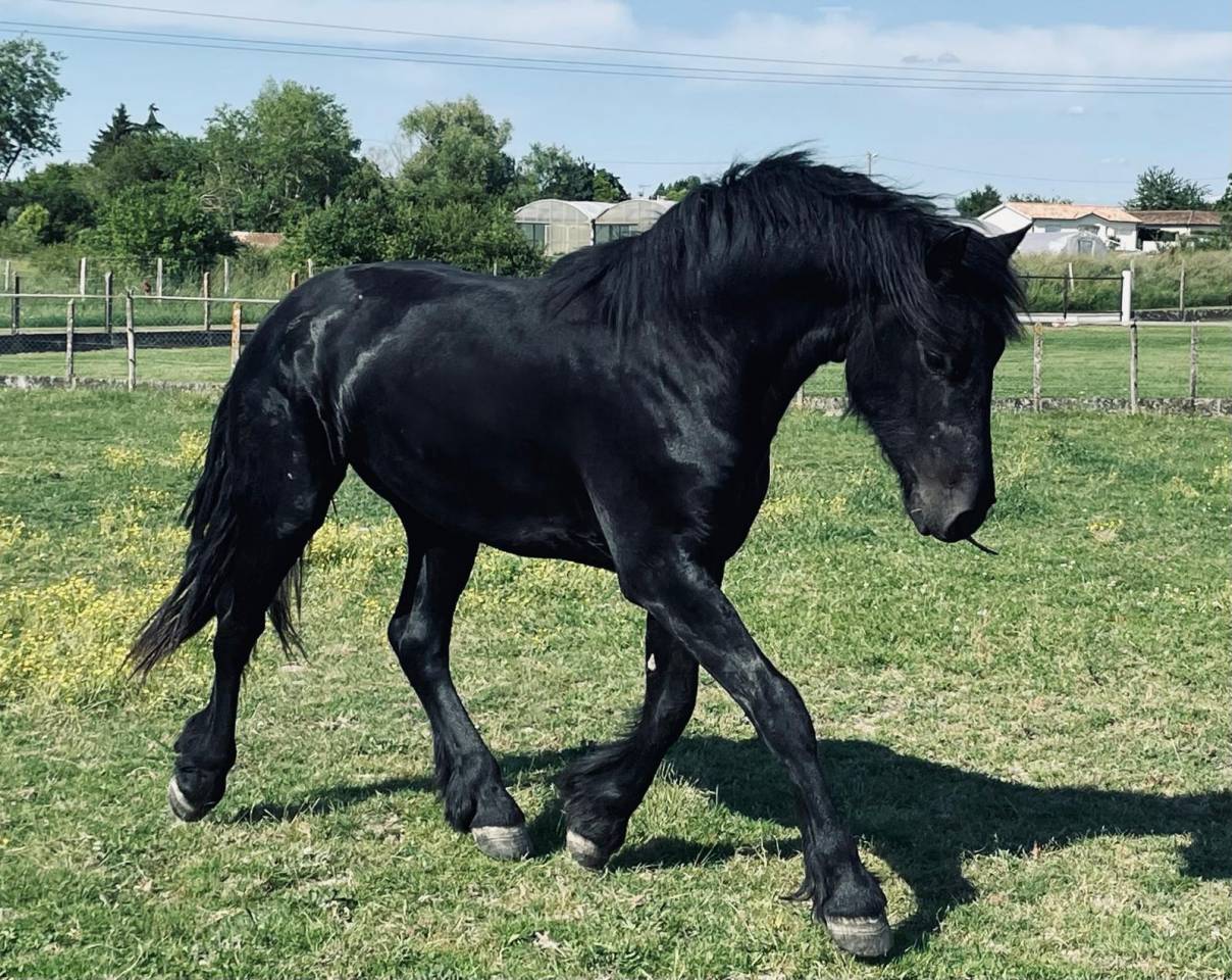 À vendre frison de 6 ans