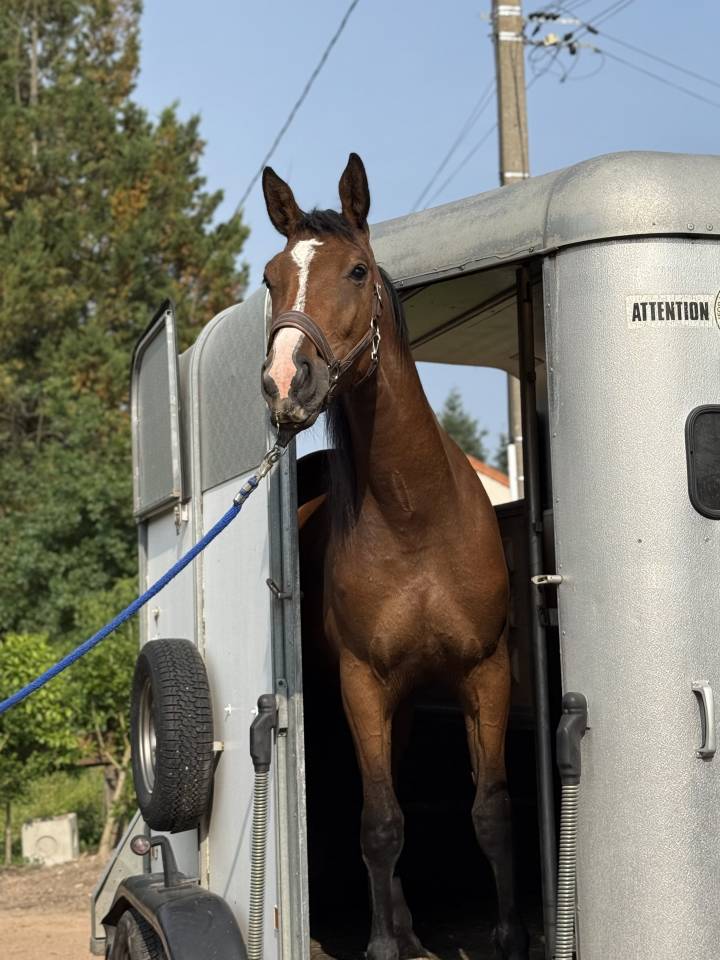 À VENDRE- jument 2 ans 