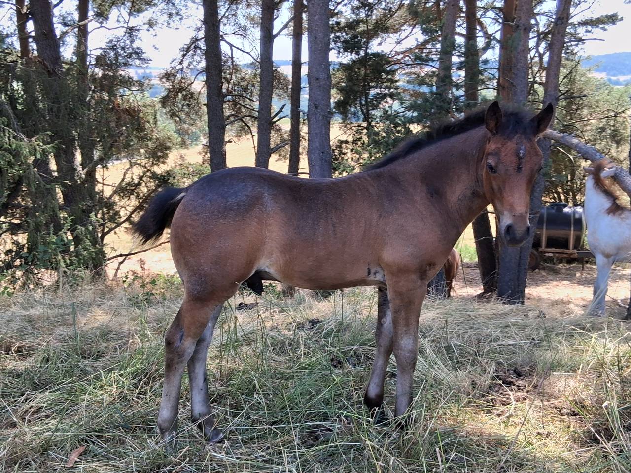 Poulain NF Rouan