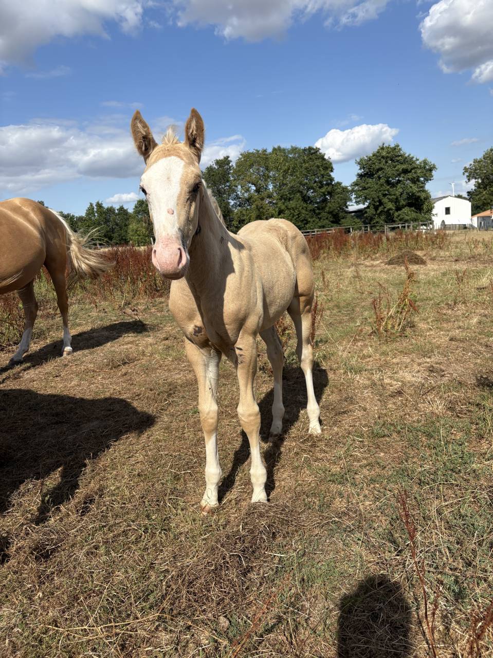 Poulains quarter horse 