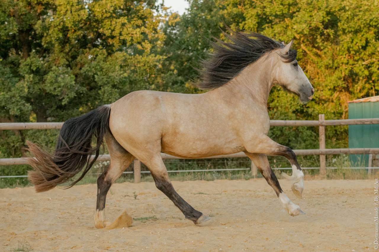 Magnifique 4 ans Isabelle Irish X Ibérique