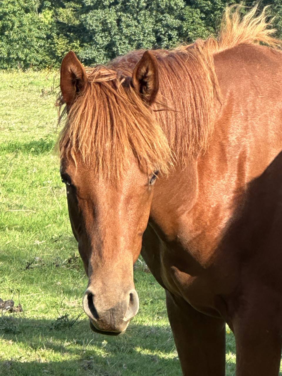 Hongre de deux ans ( Narcos II x Lando )