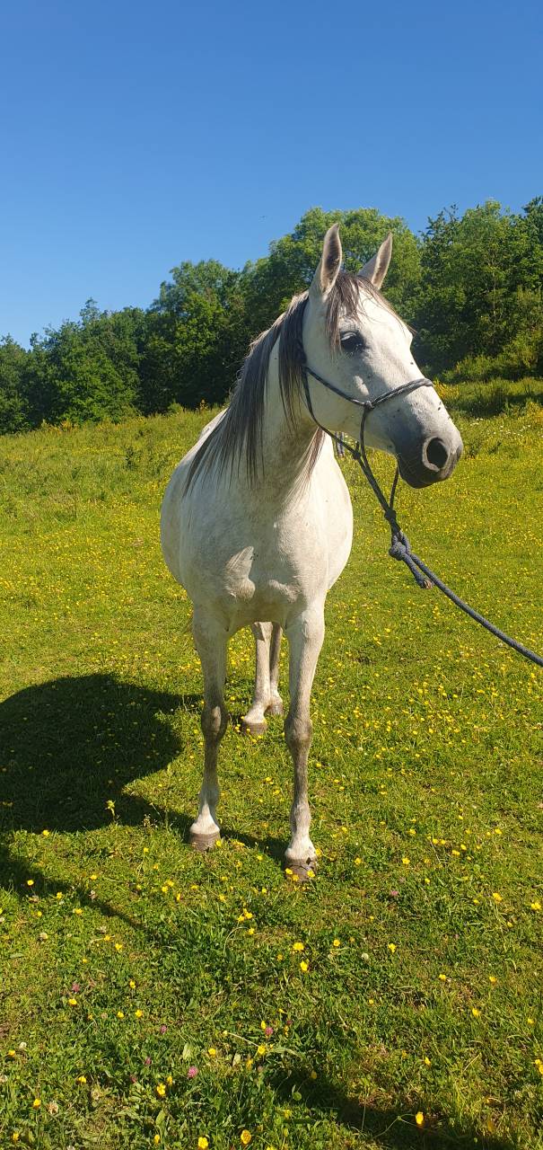 HADJIRA DE L'AILE psar