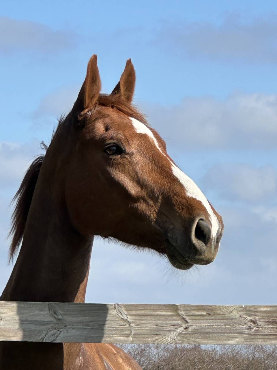 Hongre de 7ans gros potentiel 