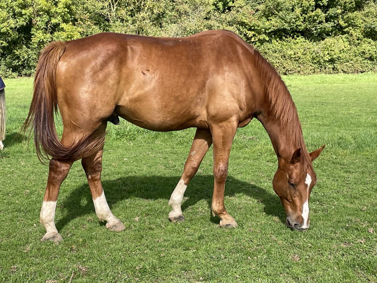 Hongre de 7ans gros potentiel 