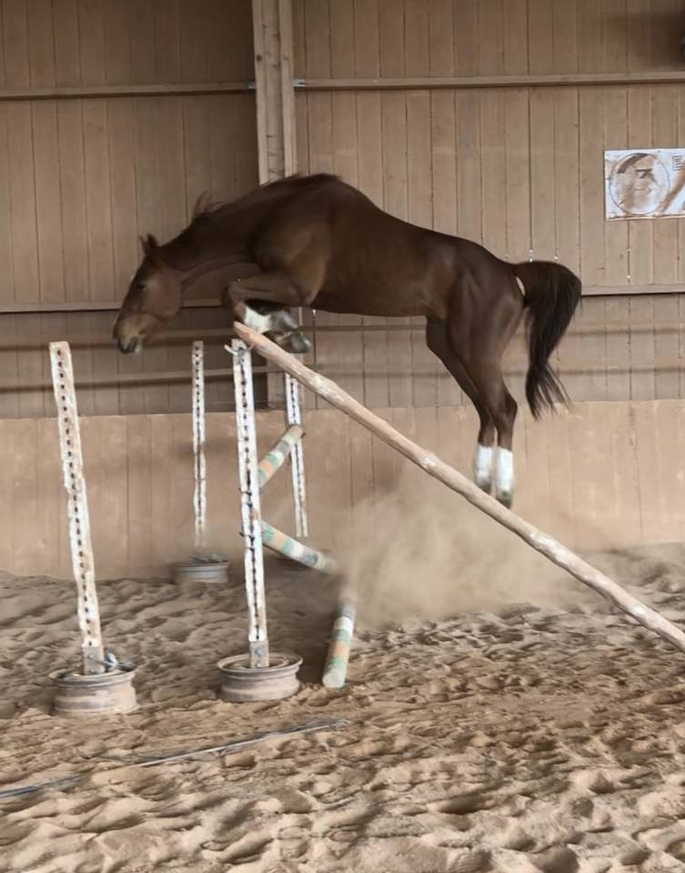 Hongre de 7ans gros potentiel 