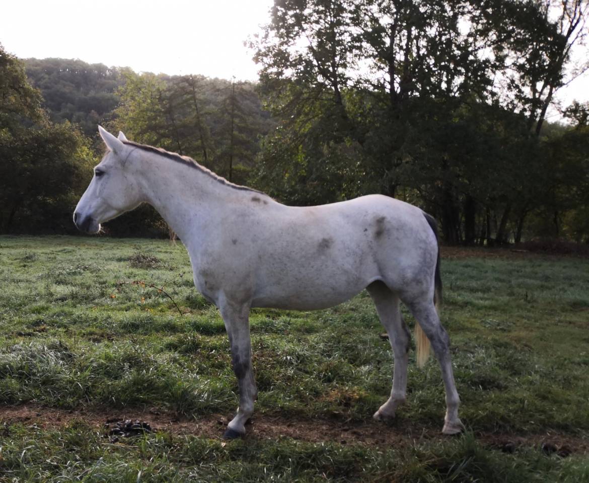Pure sang Arabe poulinière débourrée 10 ans