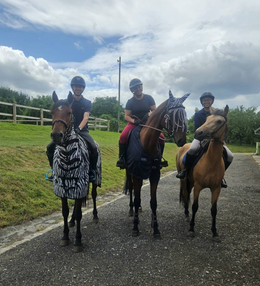 Petit cheval oc 3 ans polyvalent 