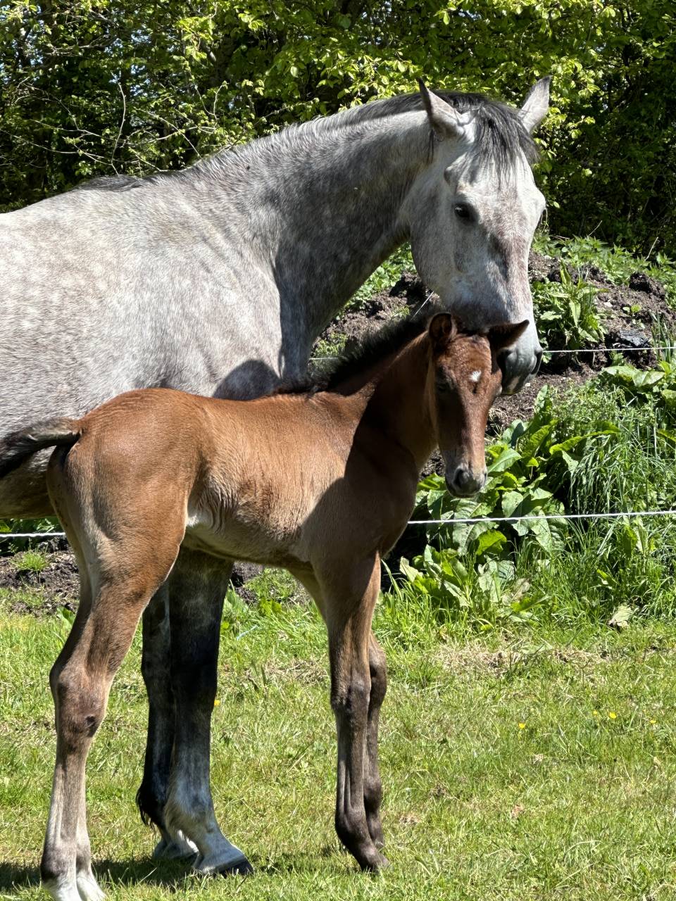 Poulinière de 6 ans par Utrillo VD Heffinck 