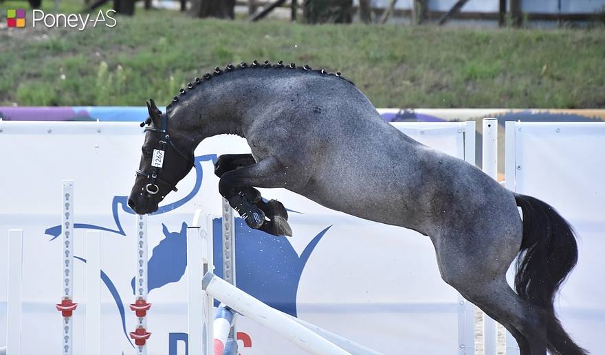 Poulain 2025 par Looping EPDJ 