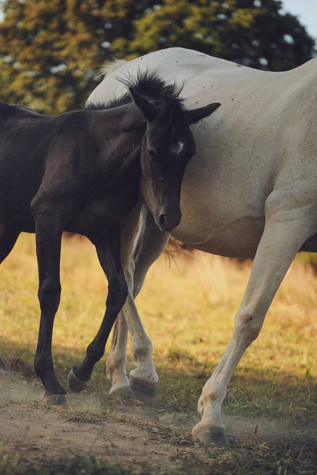Poulain 2025 par Looping EPDJ 