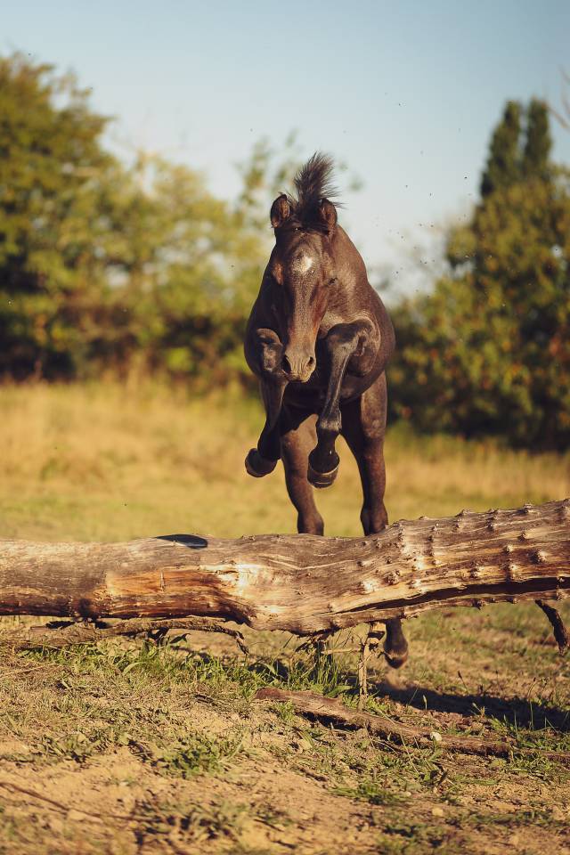 Poulain 2025 par Looping EPDJ 