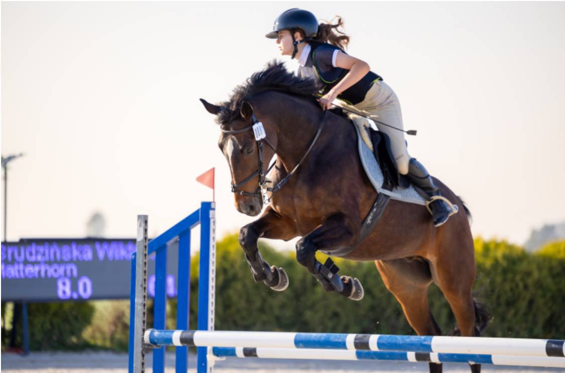 13 year old seasoned horse!