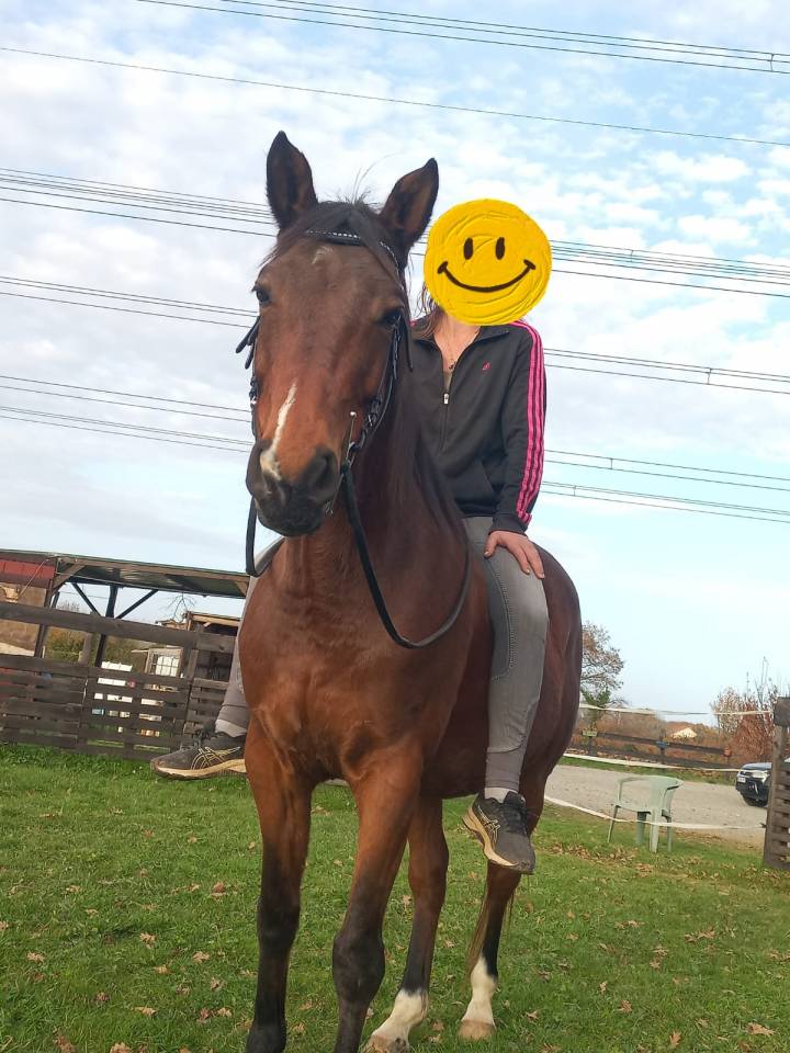 Hongre Pur Sang Arabe, PP, 8 ans