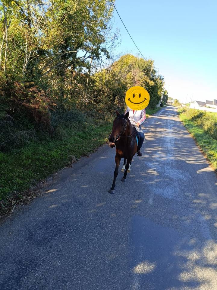 Hongre Pur Sang Arabe, PP, 8 ans