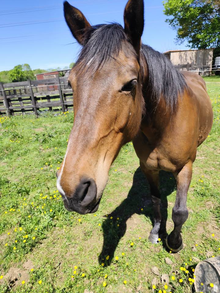 Hongre Pur Sang Arabe, PP, 8 ans