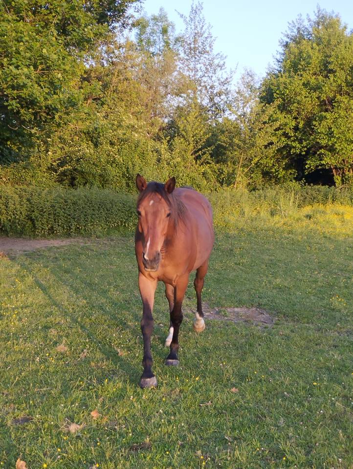 Hongre Pur Sang Arabe, PP, 8 ans