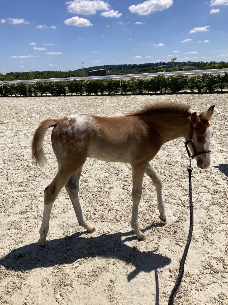 Mâle DSA de couleur