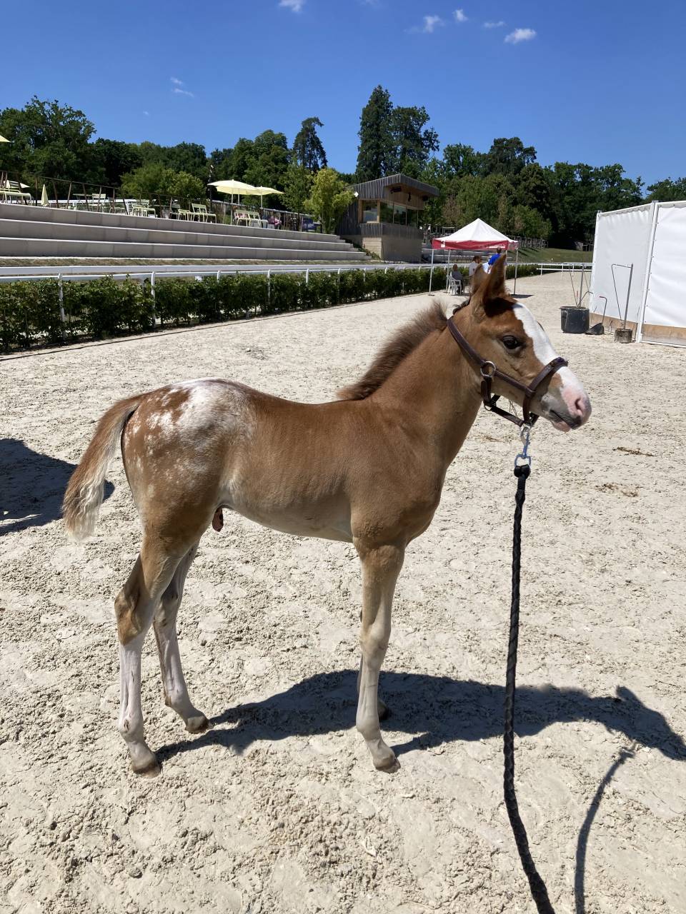 Mâle DSA de couleur