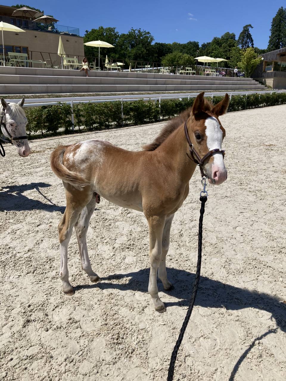 Mâle DSA de couleur