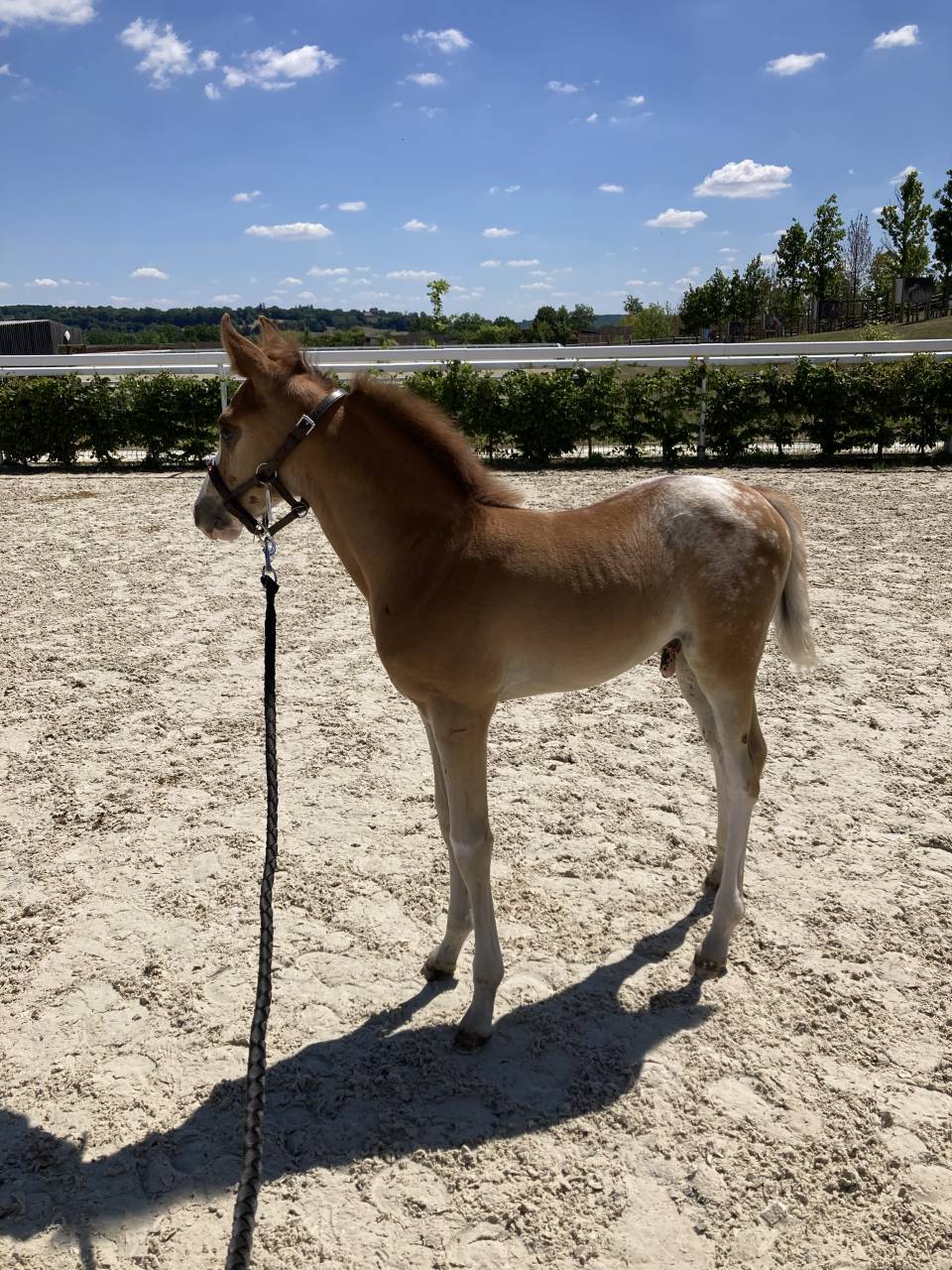 Mâle DSA de couleur