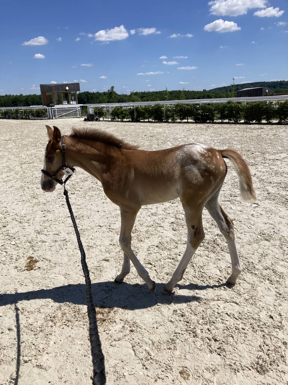 Mâle DSA de couleur