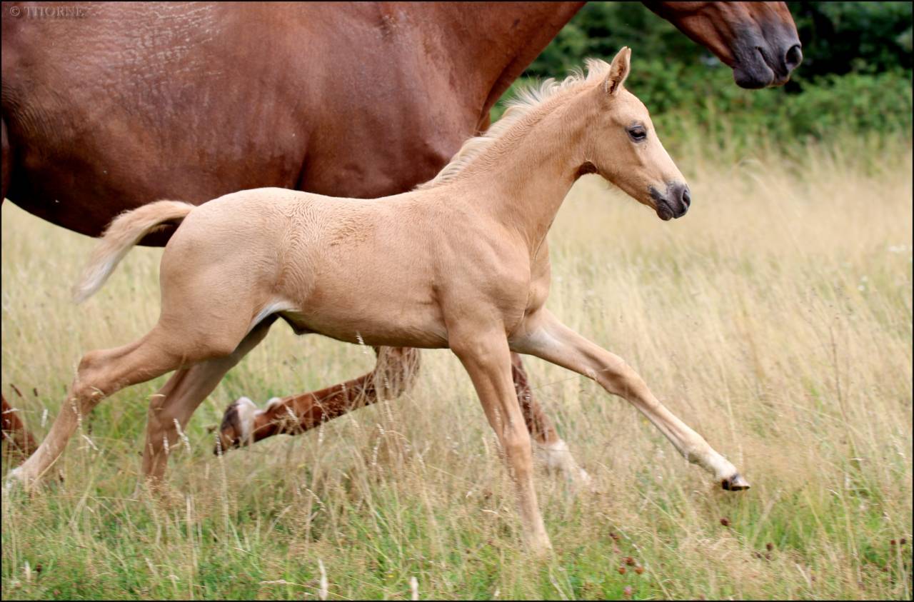 Superbe pouliche palomino origines sport cso dressage