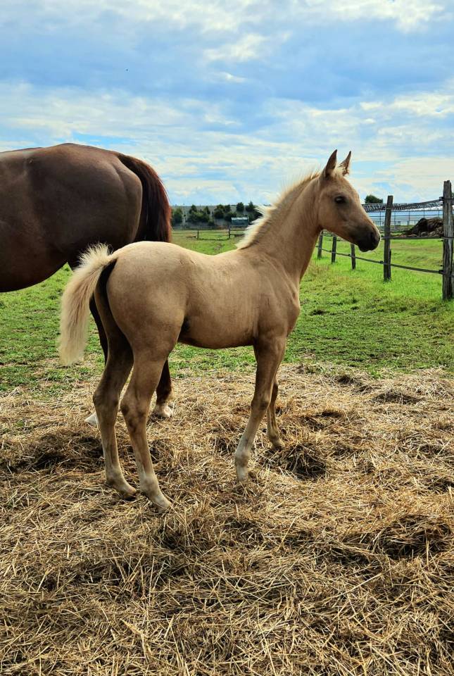 Superbe pouliche palomino origines sport cso dressage