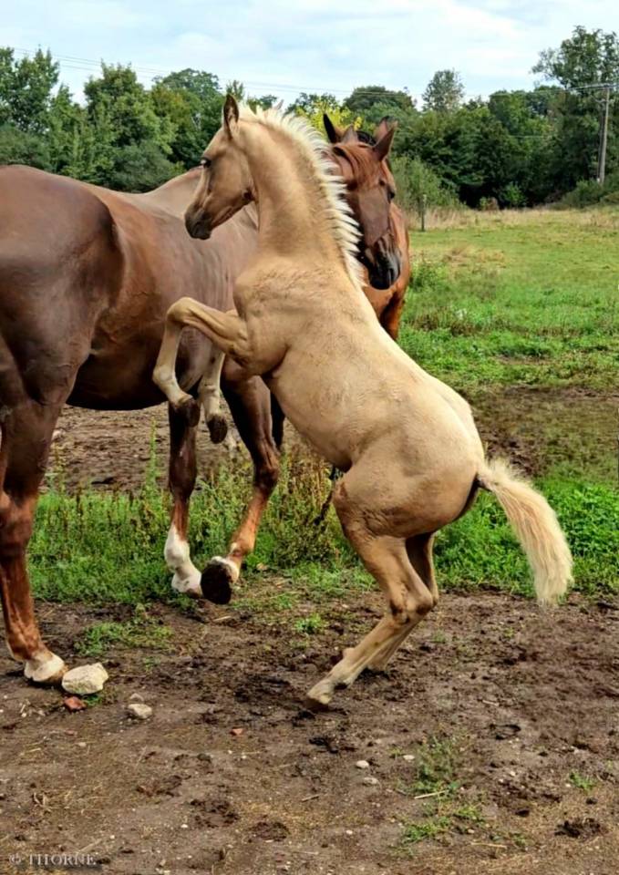 Superbe pouliche palomino origines sport cso dressage