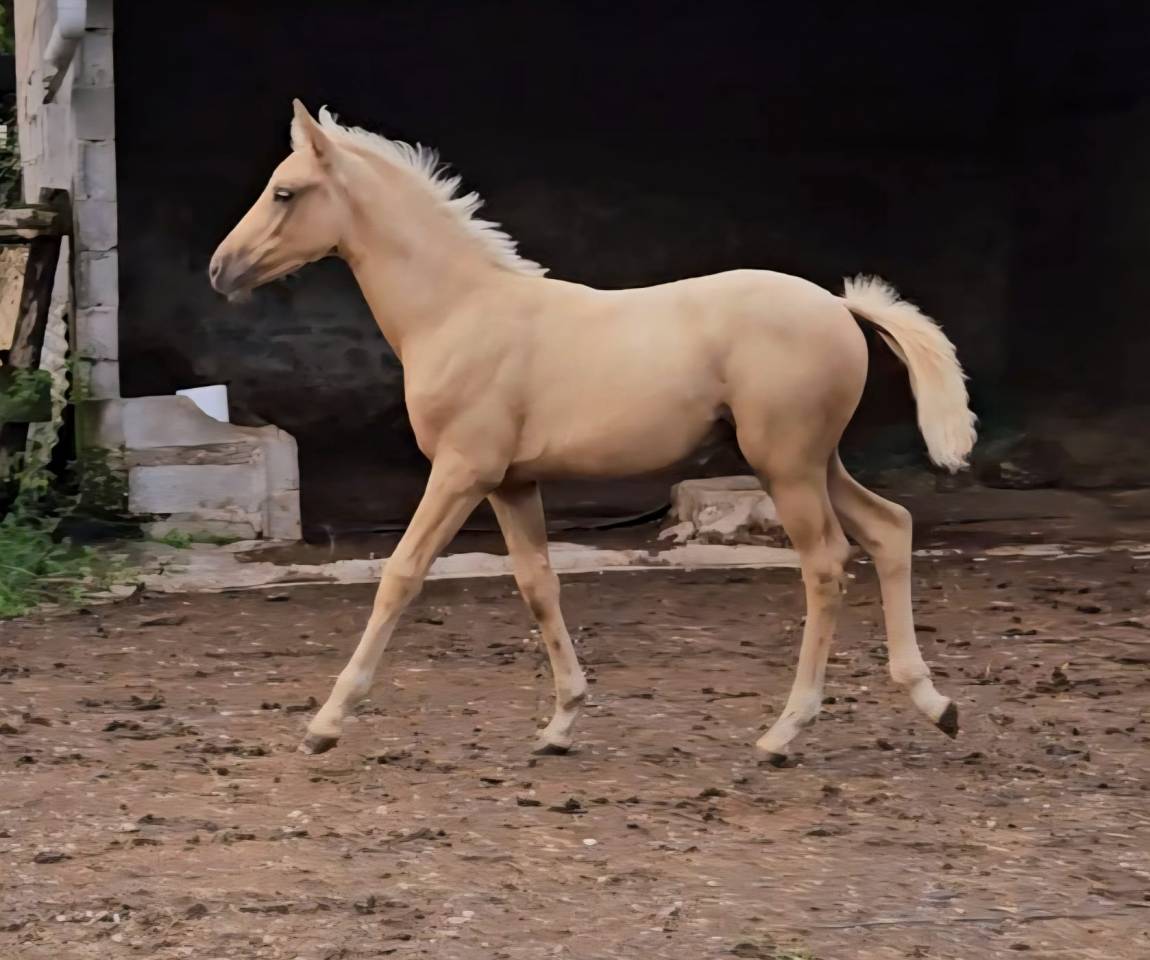 Superbe pouliche palomino origines sport cso dressage