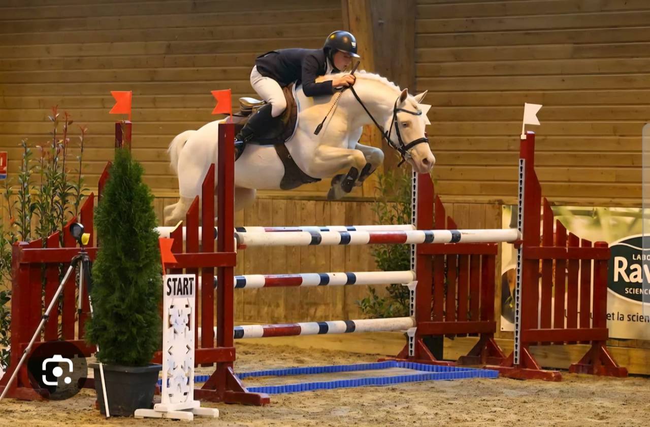 Superbe pouliche palomino origines sport cso dressage