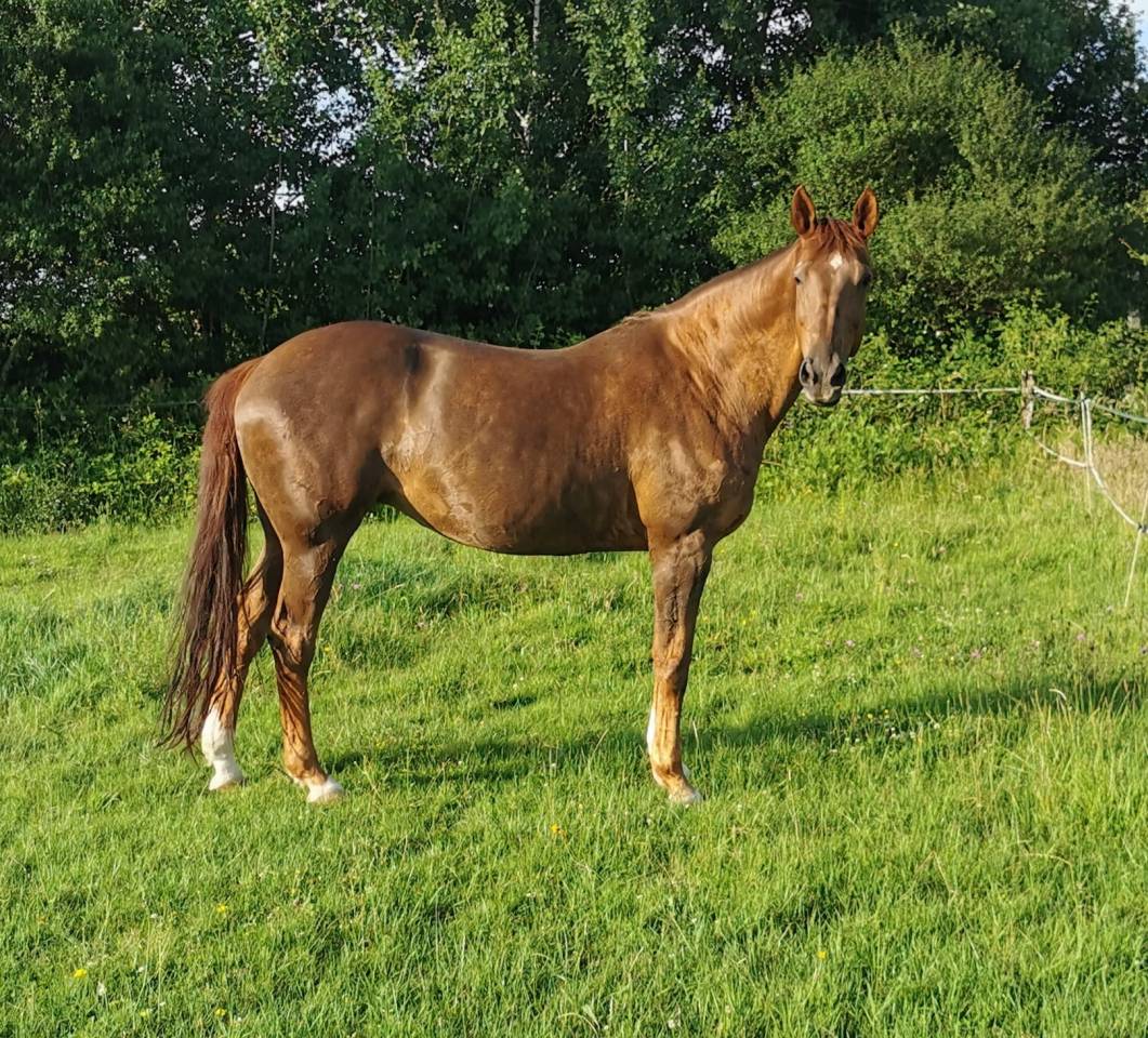 Superbe pouliche palomino origines sport cso dressage