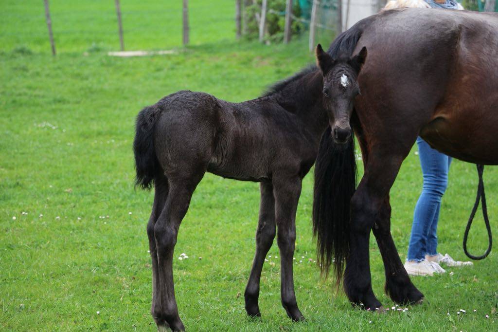 Poulain male futur poney D
