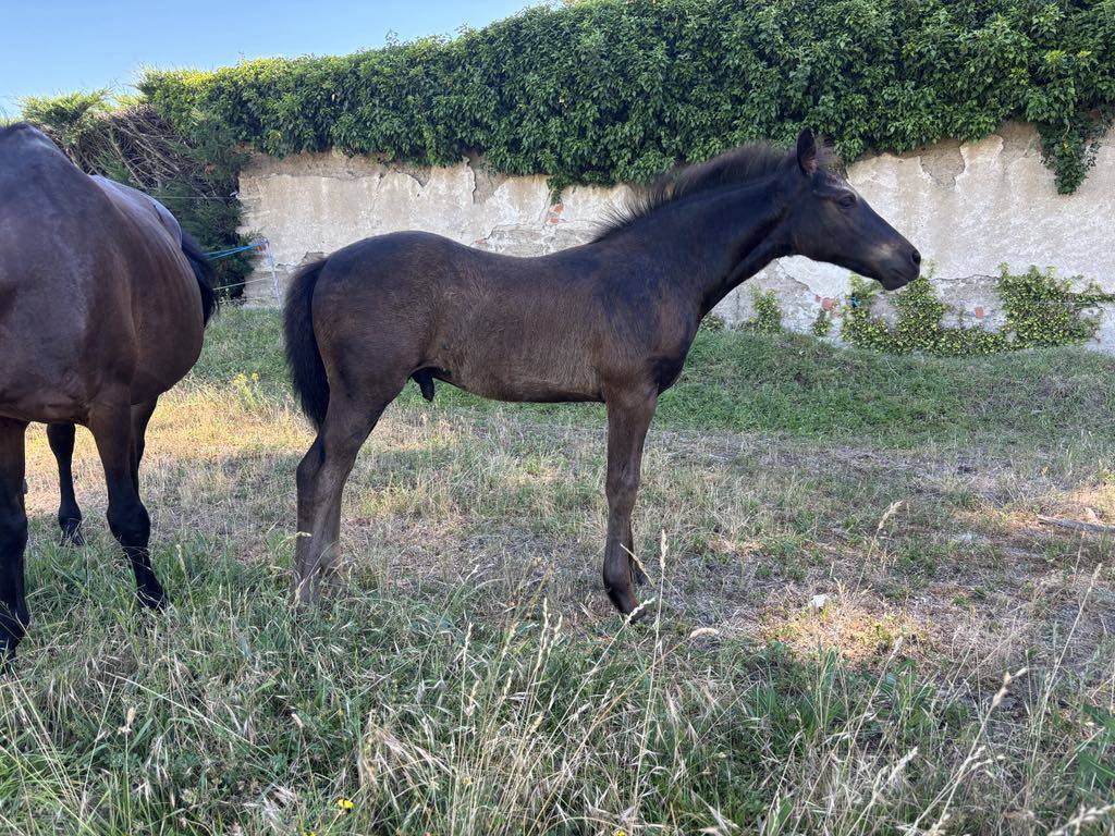Poulain male futur poney D