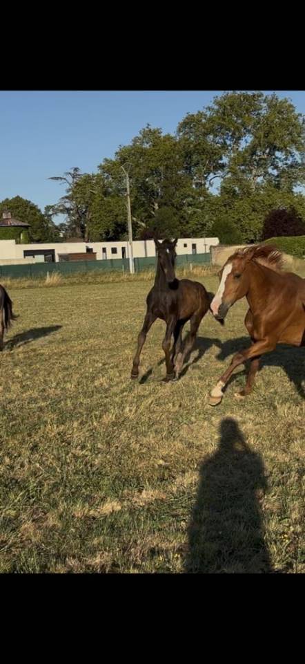 Poulain male futur poney D