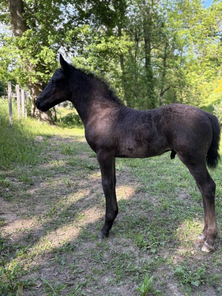 Poulain male futur poney D