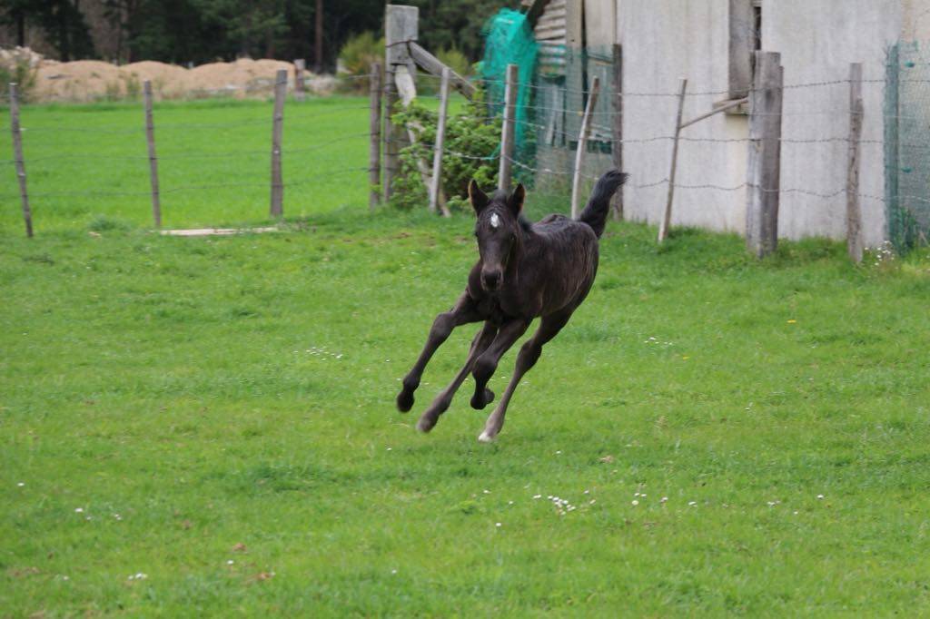 Poulain male futur poney D