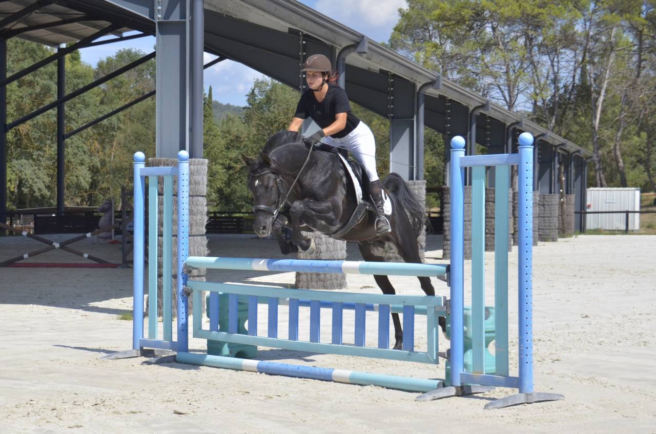 Rarissime PSA Etalon Arabe Noir Polyvalent Selle Repro