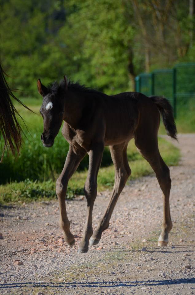 Rarissime PSA Etalon Arabe Noir Polyvalent Selle Repro