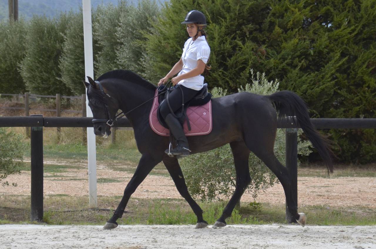 Rarissime PSA Etalon Arabe Noir Polyvalent Selle Repro