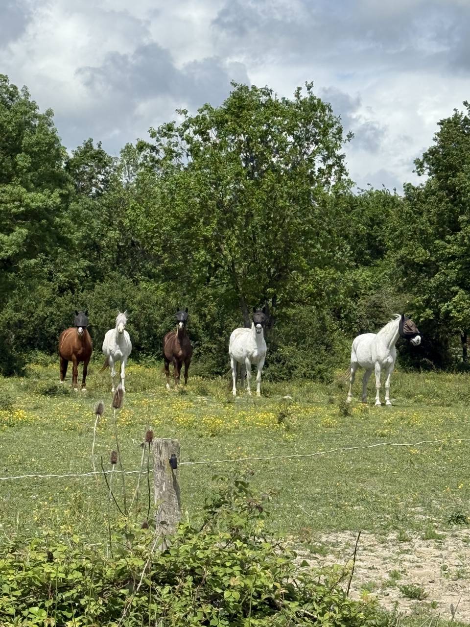 Pension chevaux 