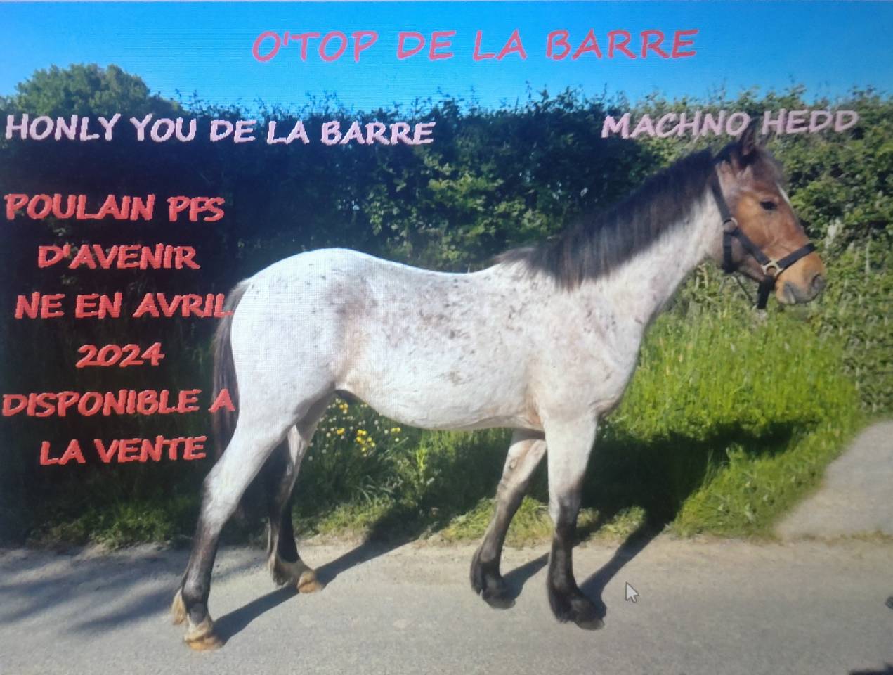 Poulain poney de 2024