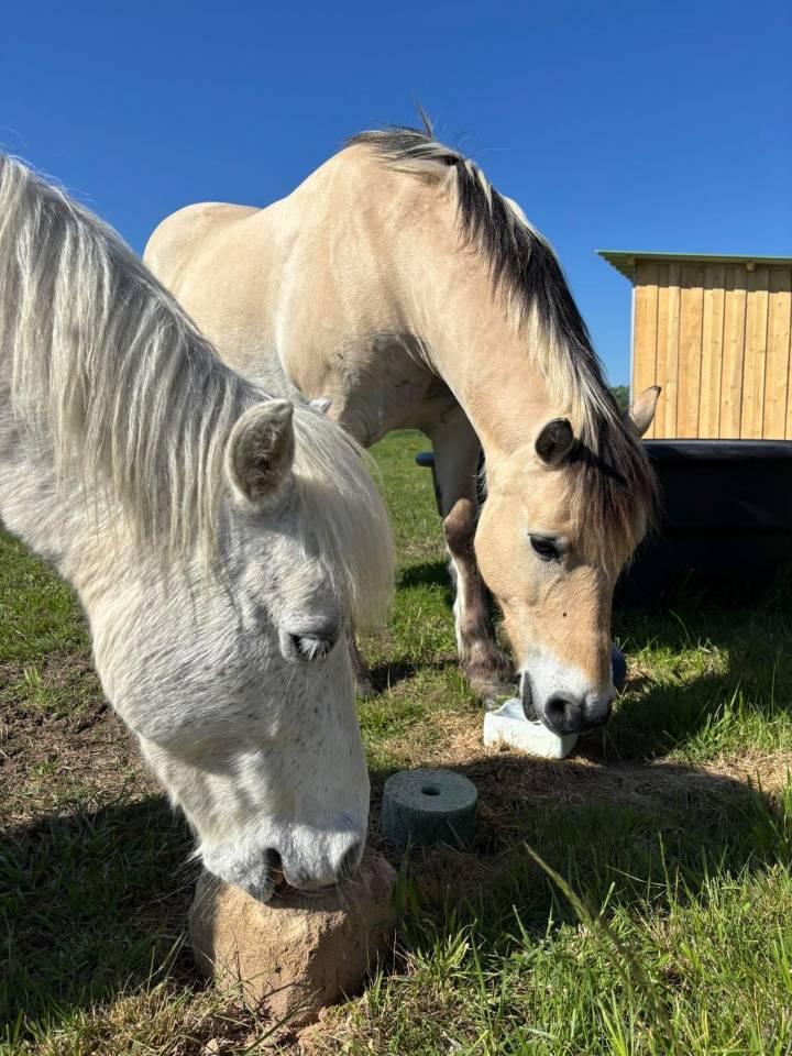 Pension 5⭐️ boxe/ paddock et pr&eacute; - 42110 Poncins